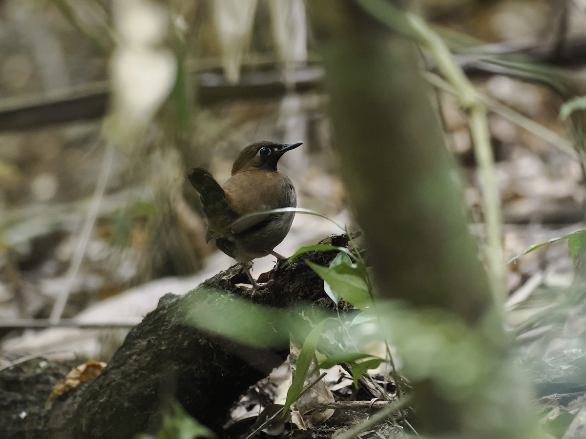 Mayan Antthrush - ML636310249