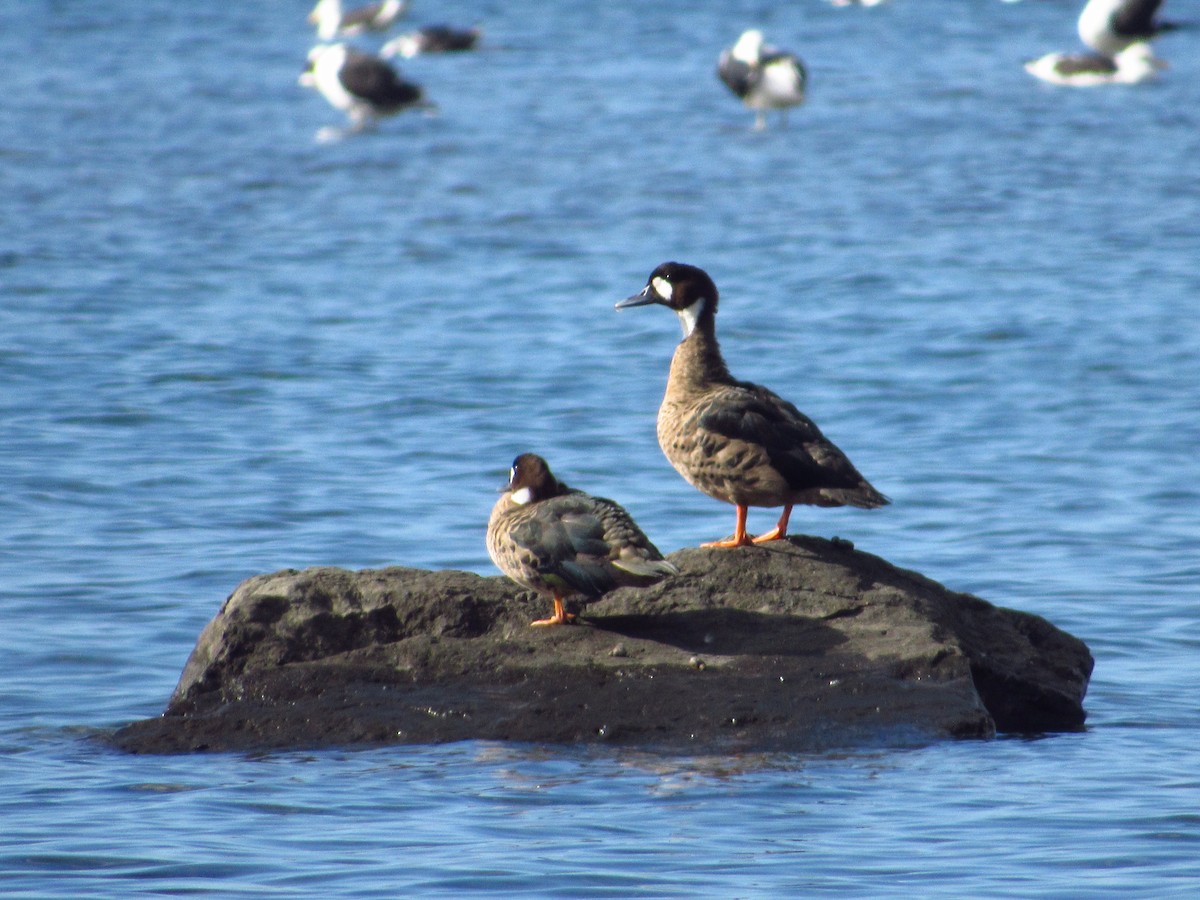 Spectacled Duck - ML636310250