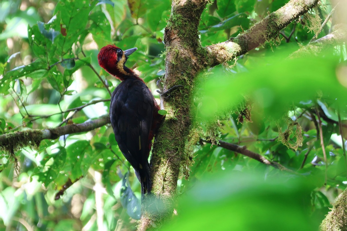 Crimson-bellied Woodpecker - ML636310471