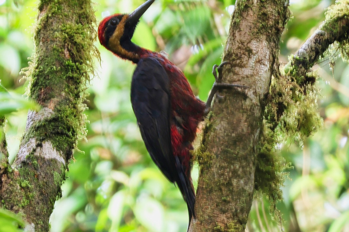 Crimson-bellied Woodpecker - ML636310472