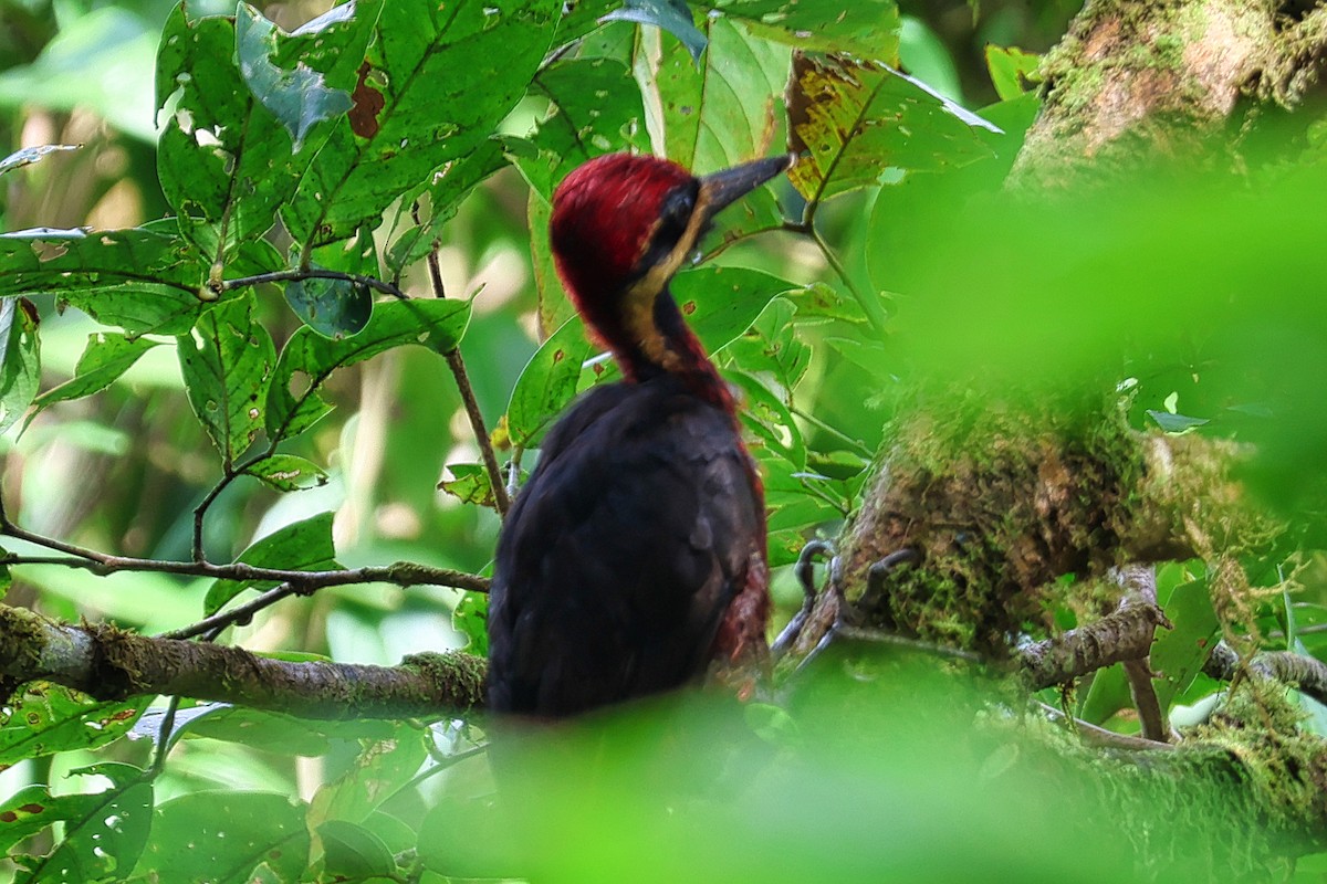 Crimson-bellied Woodpecker - ML636310473