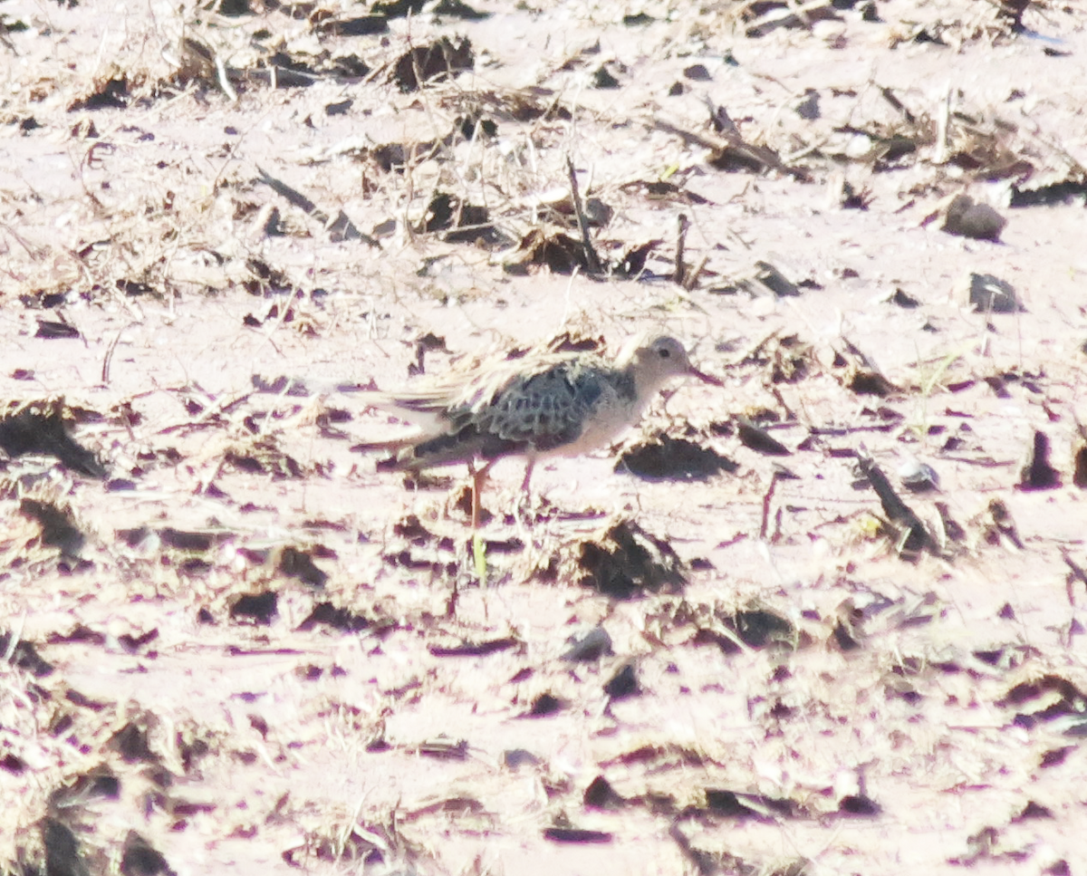 Buff-breasted Sandpiper - ML636310500