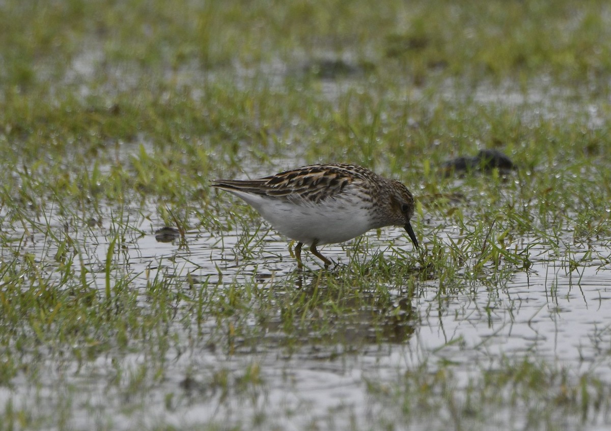 Least Sandpiper - ML636310617