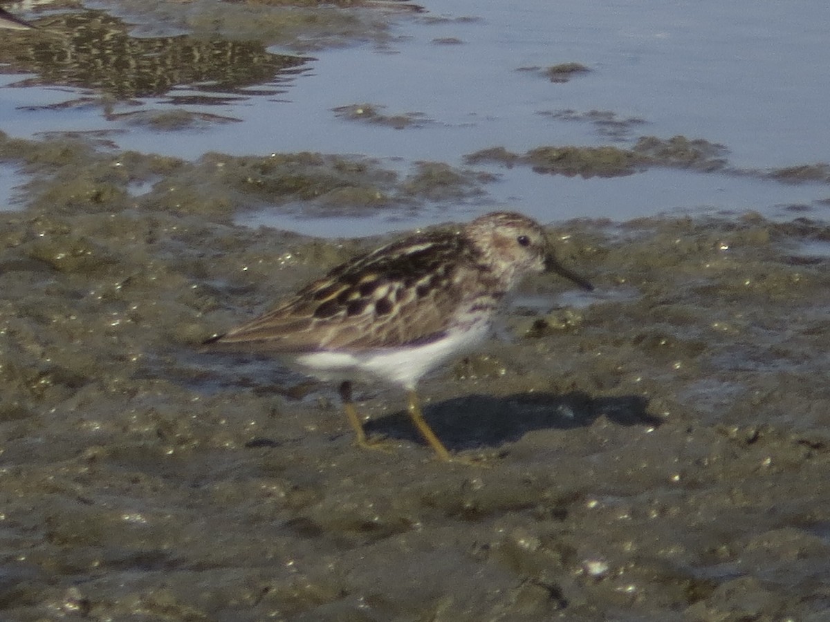 Least Sandpiper - ML636310758