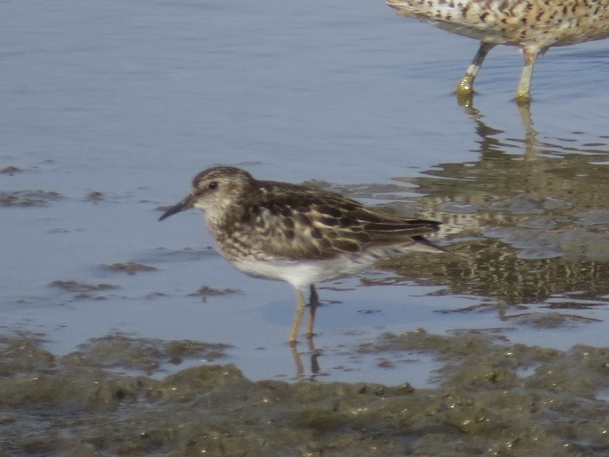 Least Sandpiper - ML636310760