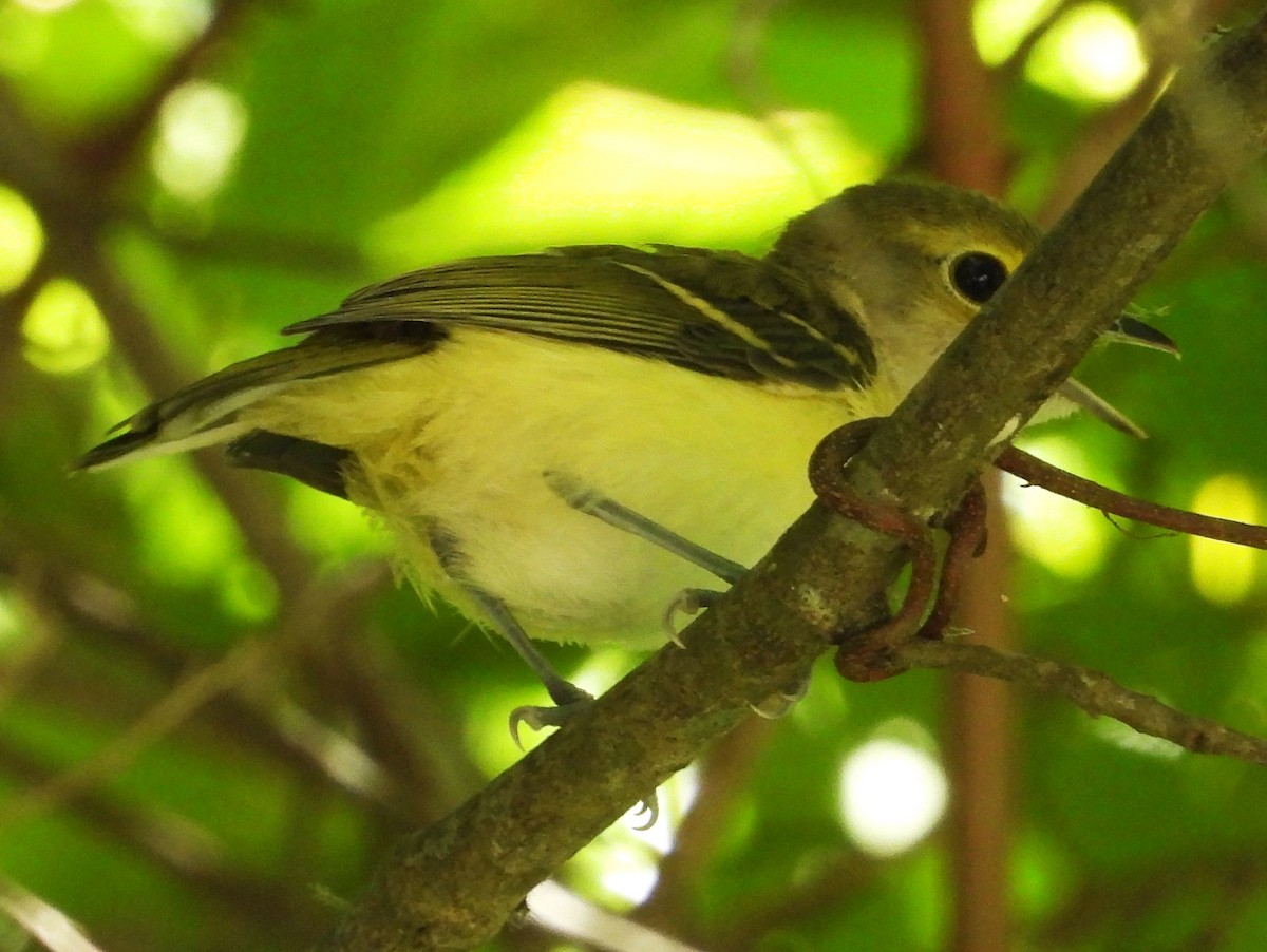 White-eyed Vireo - ML636310768