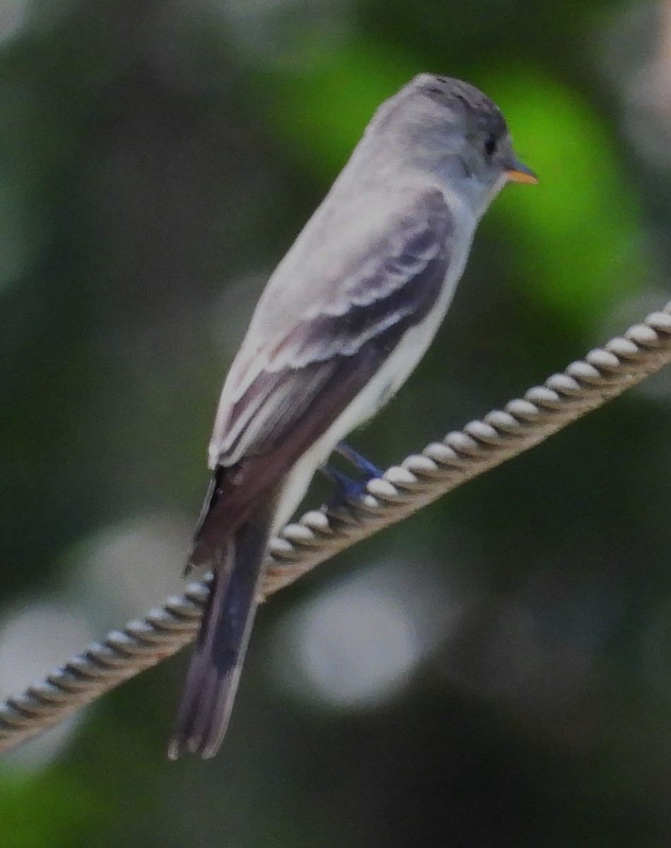 Eastern Wood-Pewee - ML636310775
