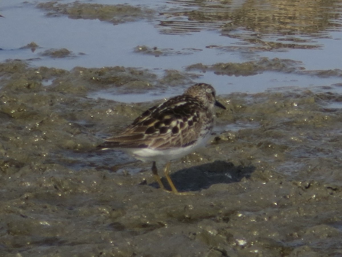 Least Sandpiper - ML636310781