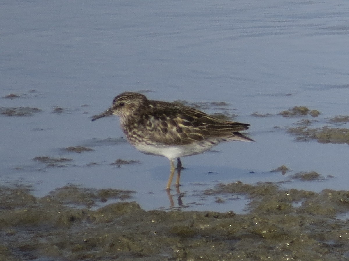 Least Sandpiper - ML636310782