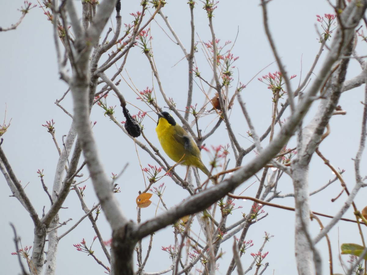 Bahama Yellowthroat - ML636310788