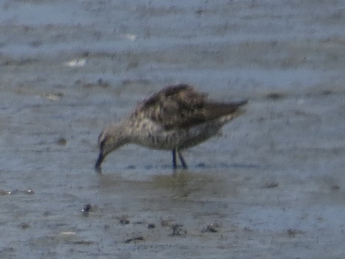 Stilt Sandpiper - ML636310828