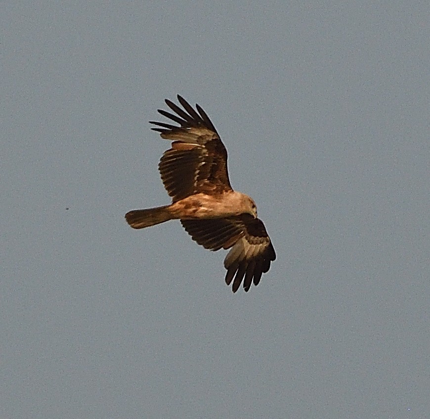 luňák bělohlavý - ML636310841
