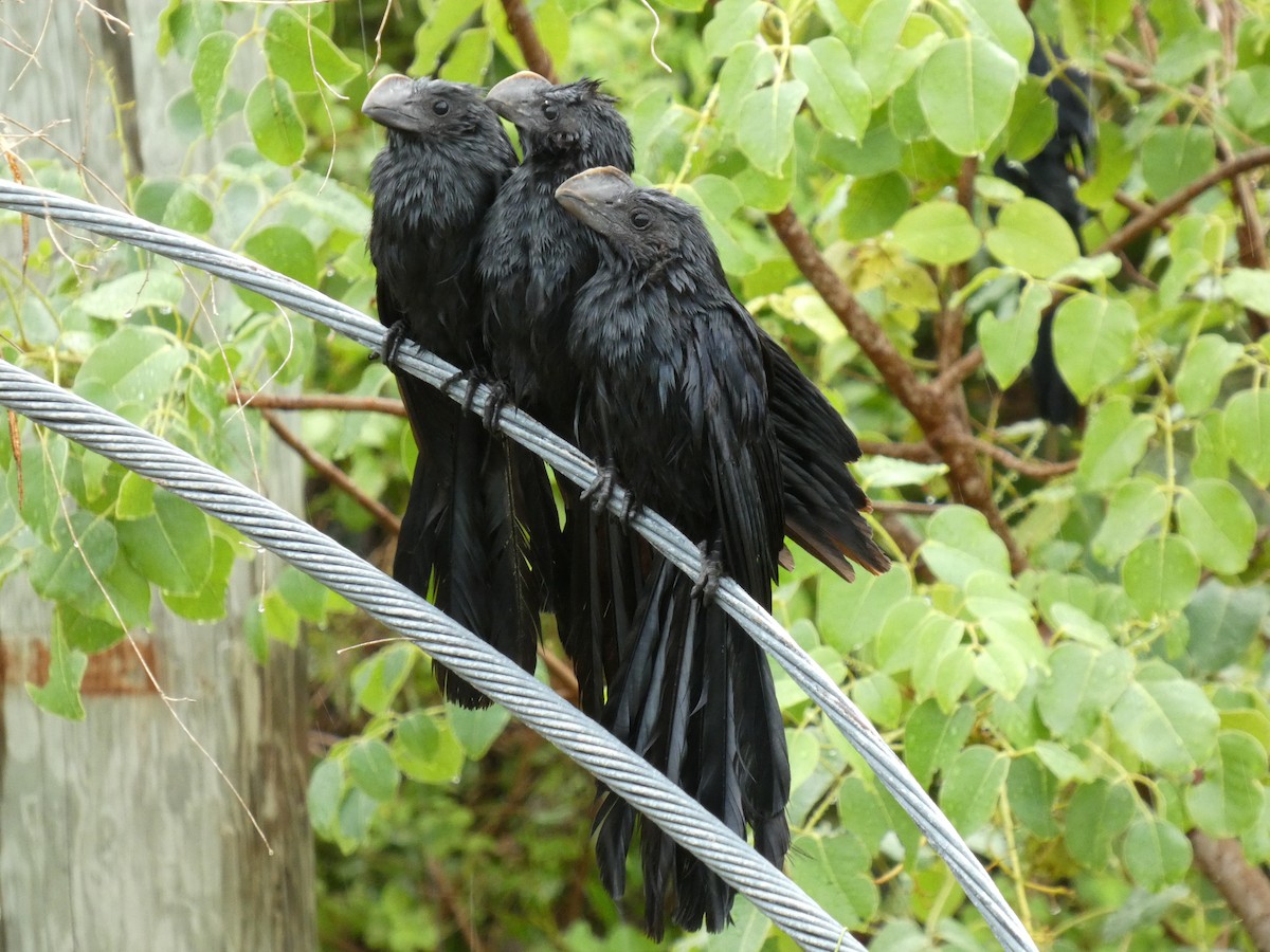 Smooth-billed Ani - ML636310842