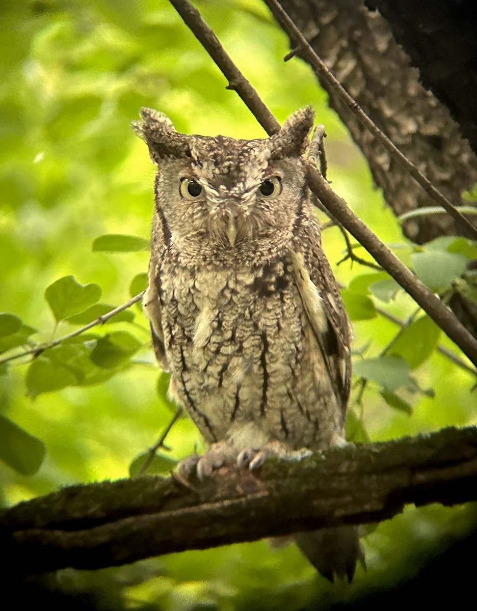 Eastern Screech-Owl - ML636310939