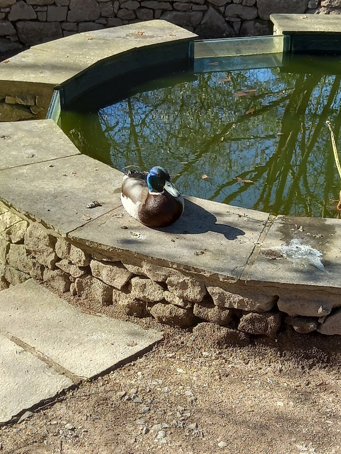 Mallard - ML636311026