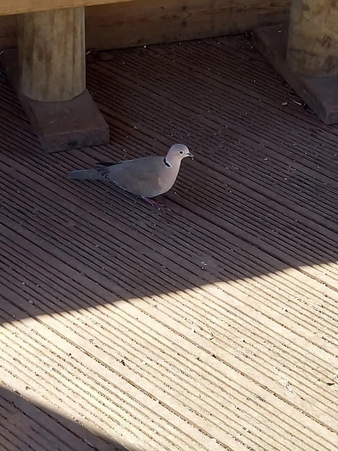 Eurasian Collared-Dove - ML636311029