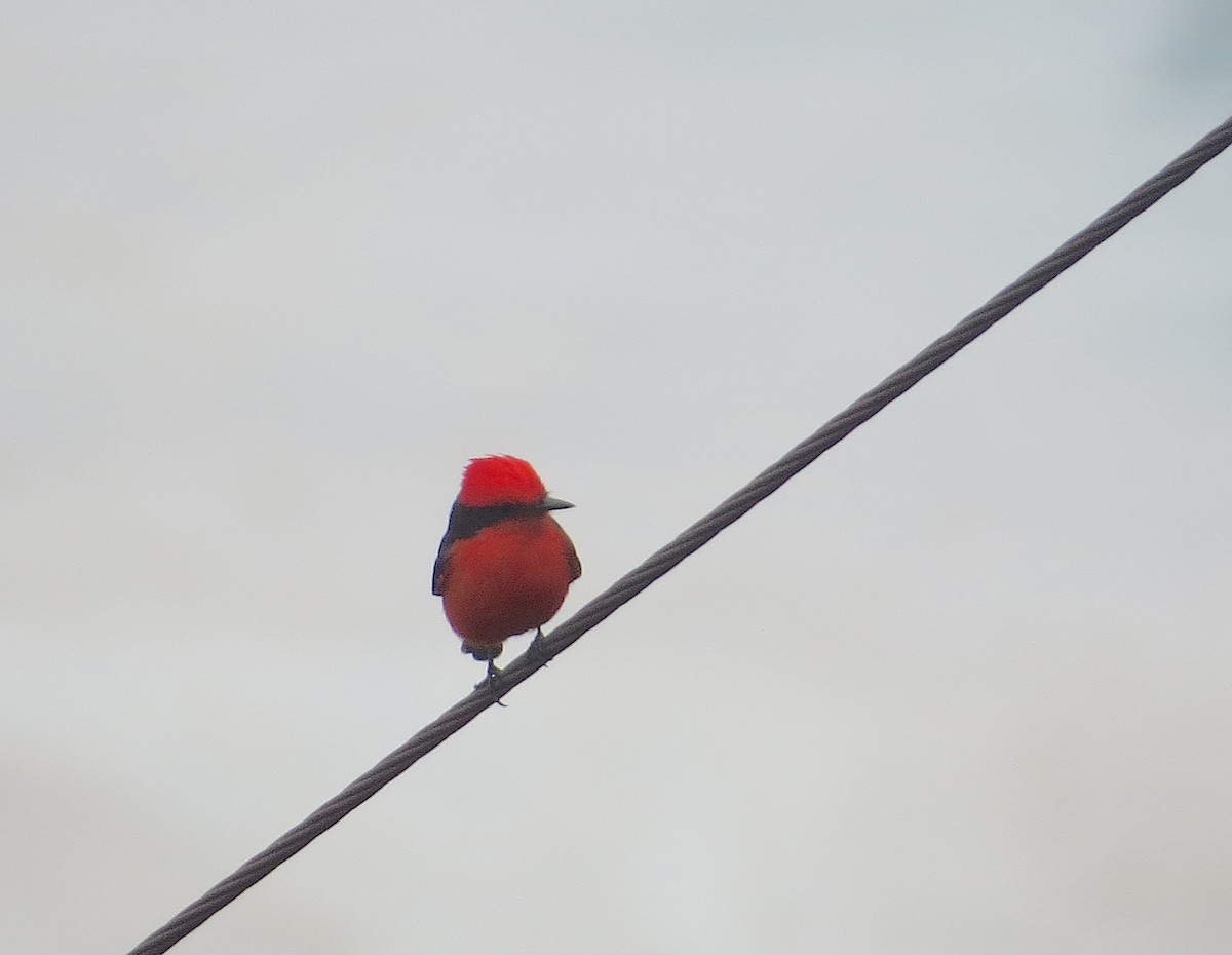 Vermilion Flycatcher - ML636311374
