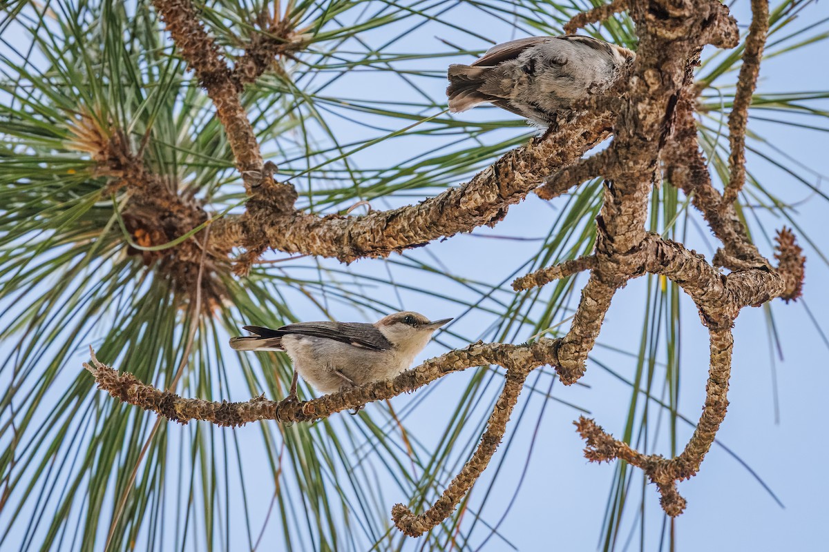 Brown-headed Nuthatch - ML636311422