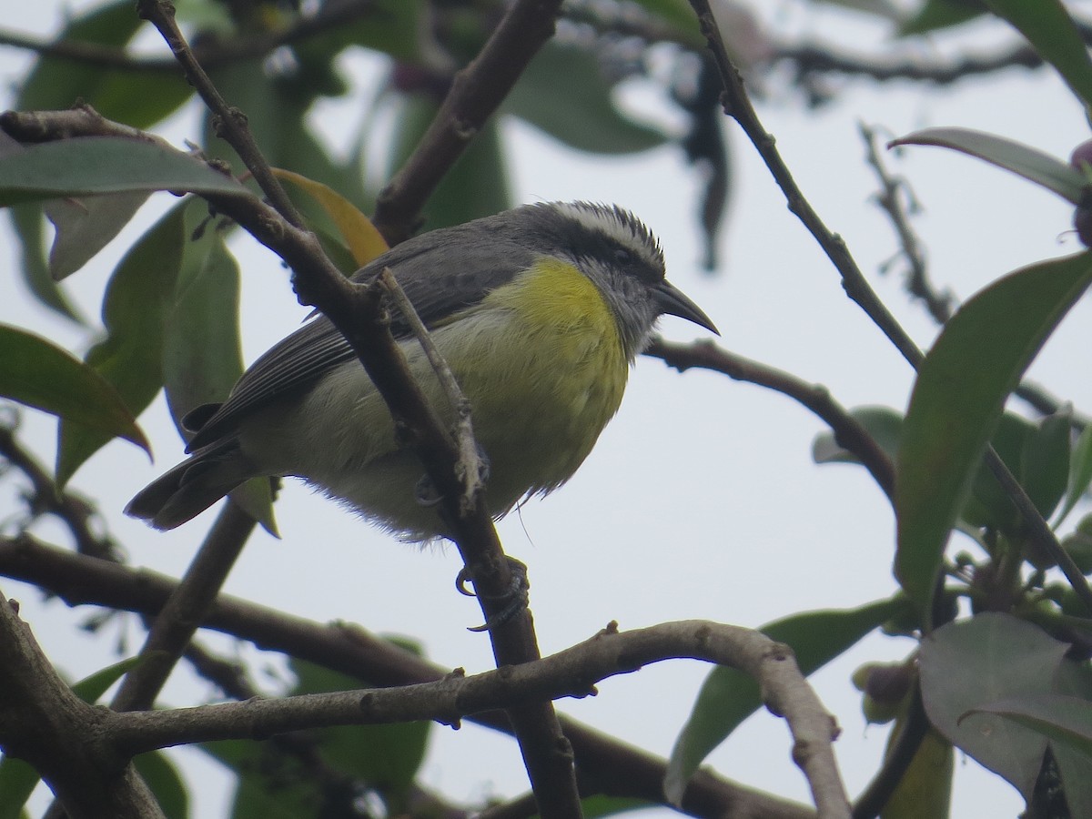 Bananaquit - ML636311423