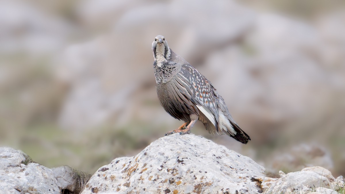 Caspian Snowcock - ML636311543