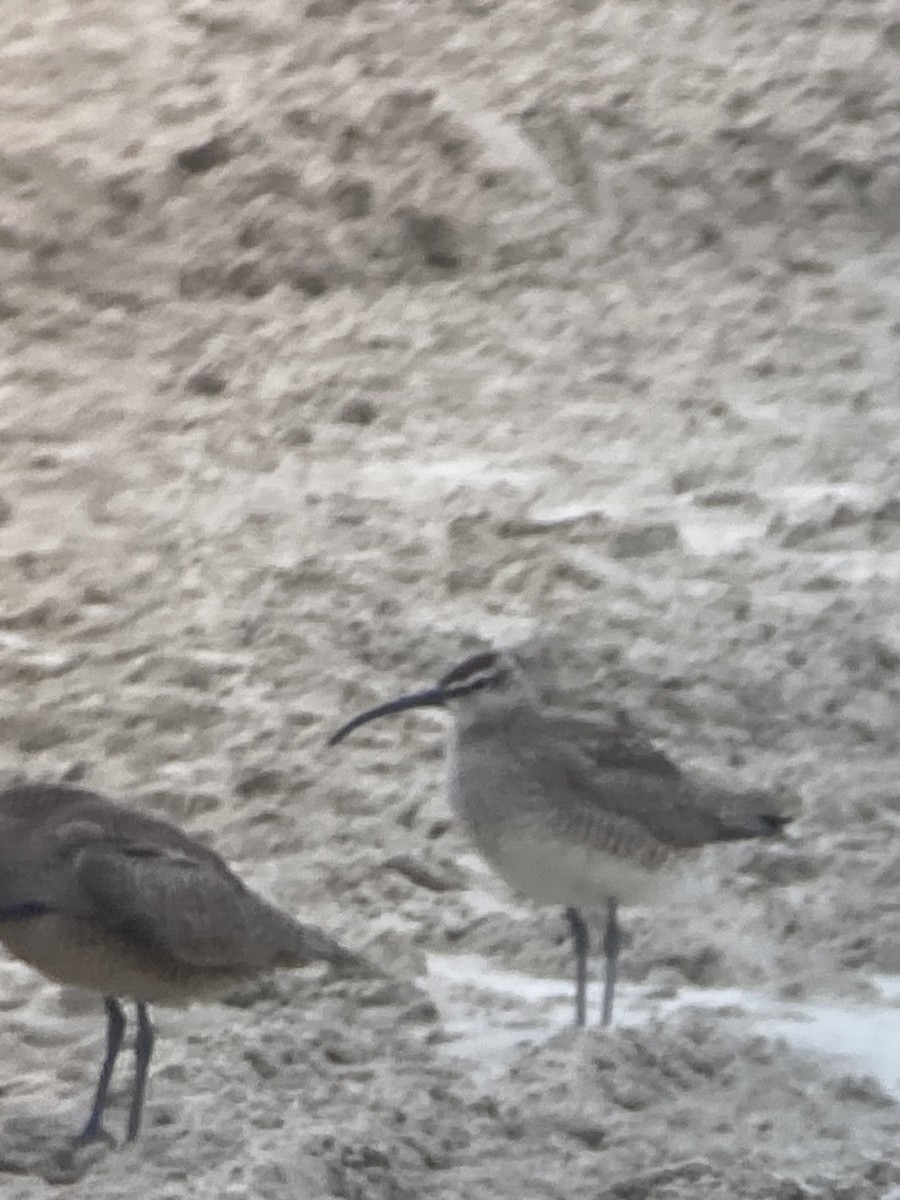 Hudsonian Whimbrel - ML636311604