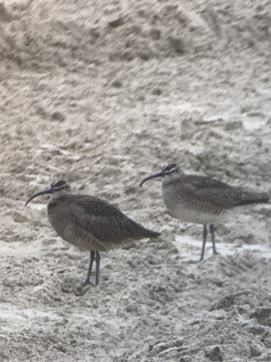 Hudsonian Whimbrel - ML636311605