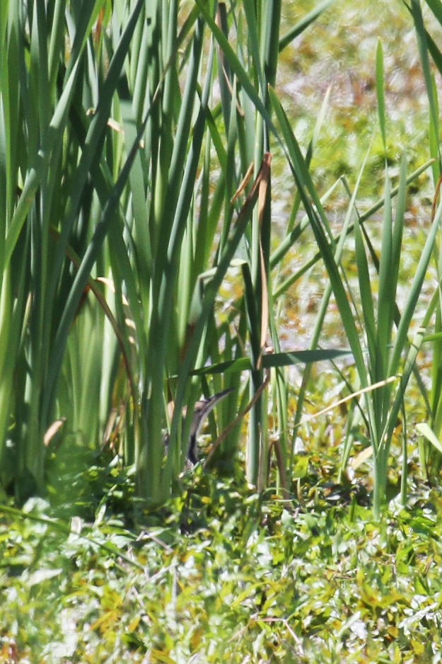 American Bittern - ML636311650