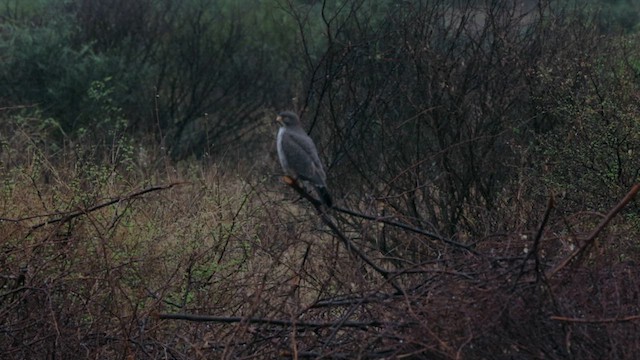 Grasshopper Buzzard - ML636311692