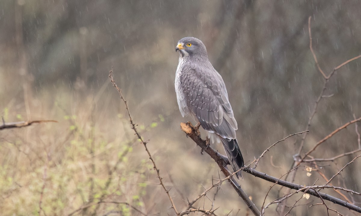 Grasshopper Buzzard - ML636311761