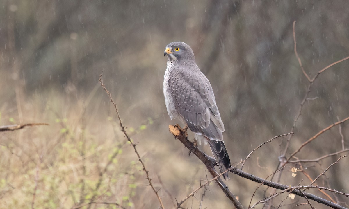 Grasshopper Buzzard - ML636311762