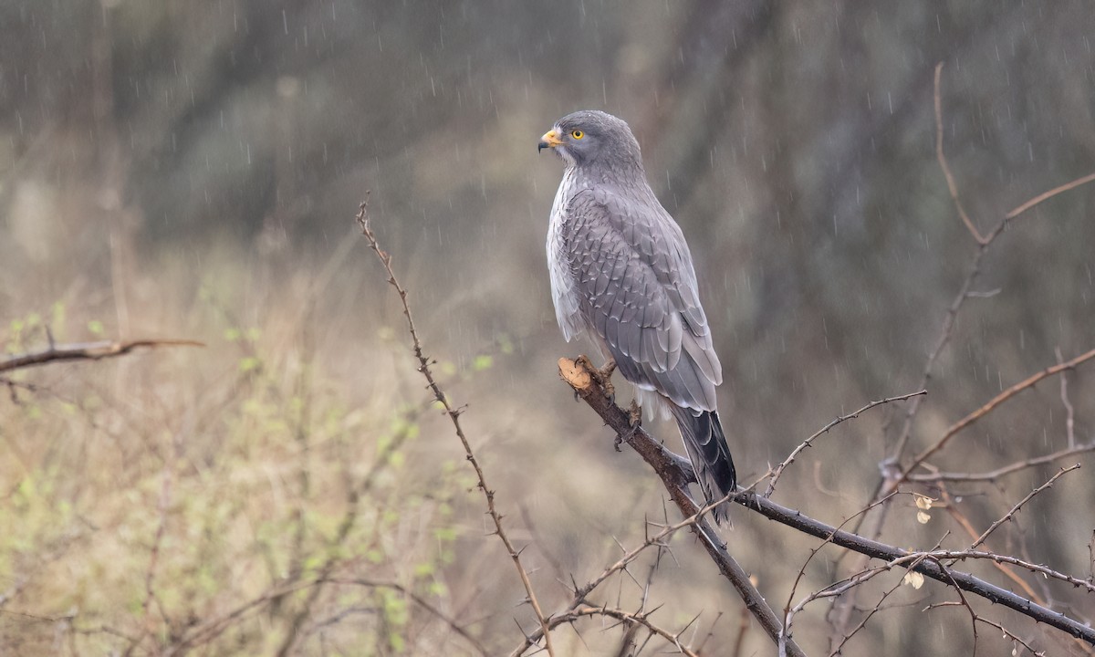 Grasshopper Buzzard - ML636311763