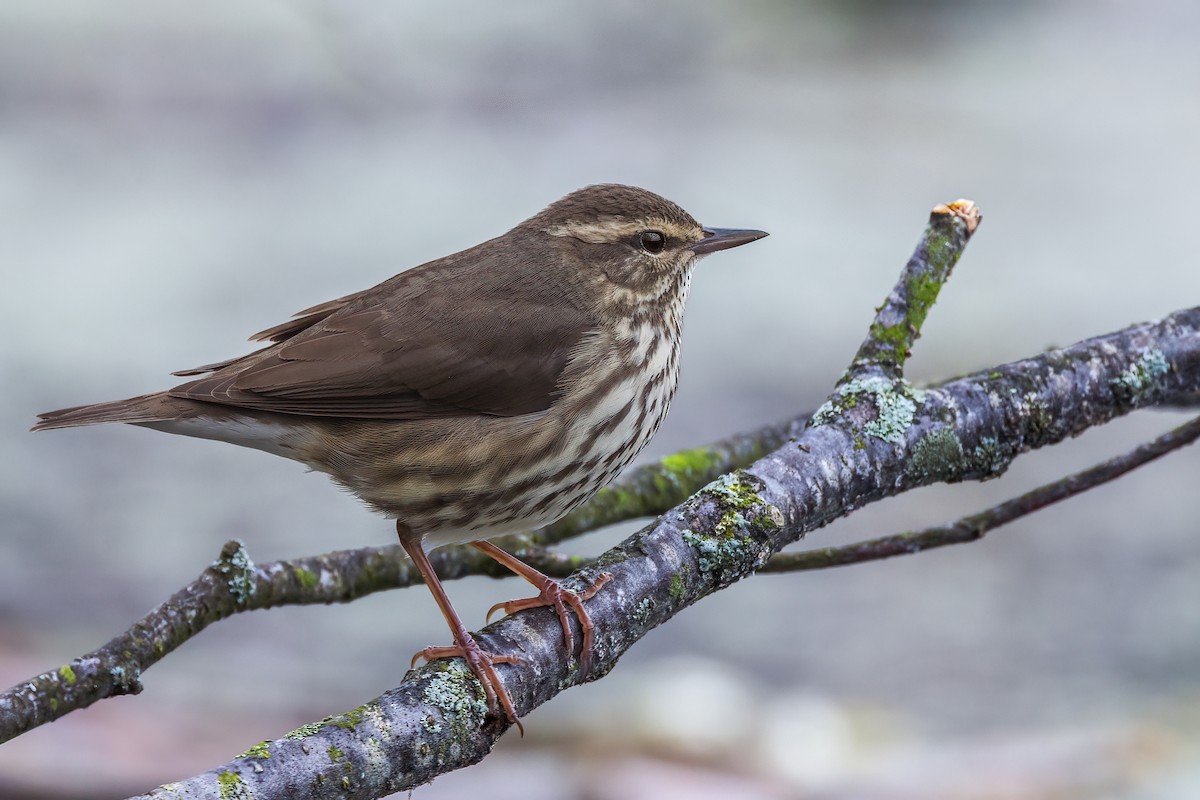 Northern Waterthrush - ML636311832