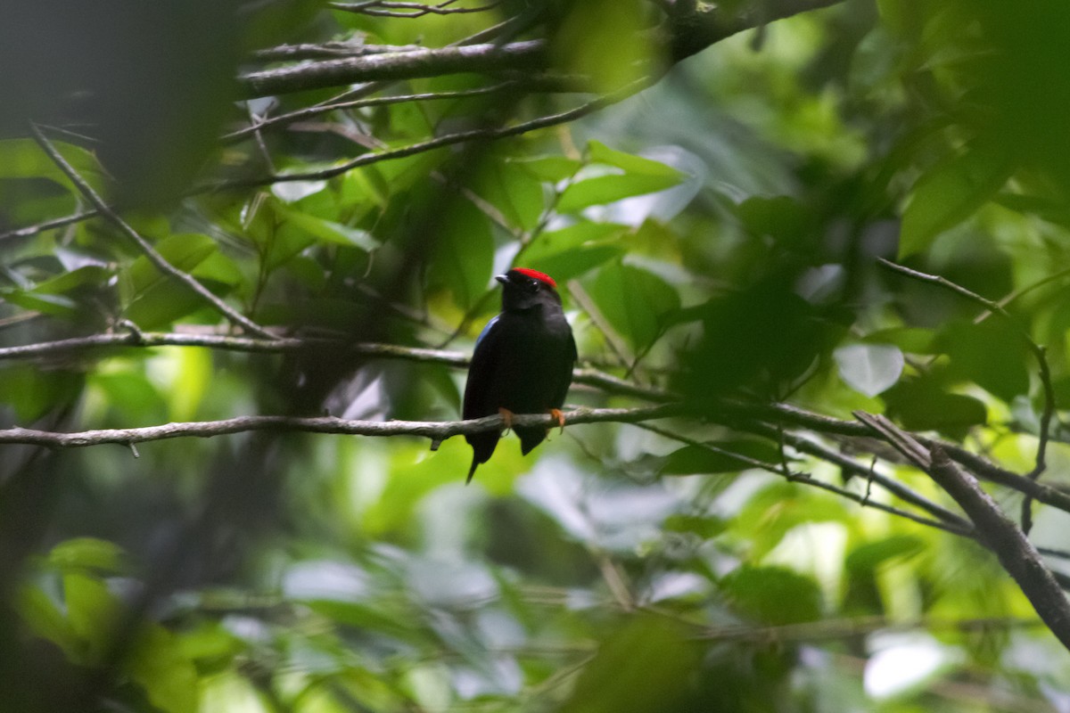 Lance-tailed Manakin - ML636311868