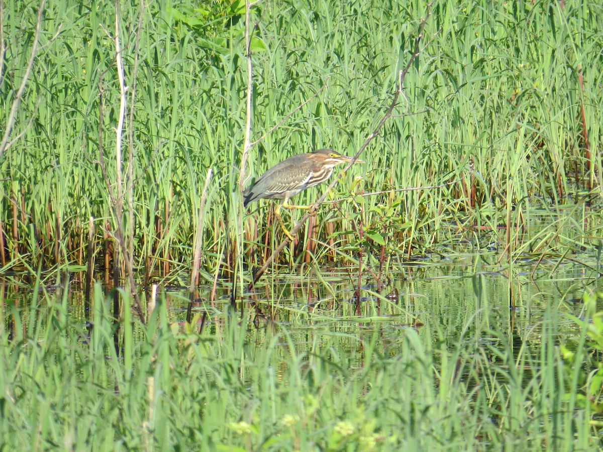 Green Heron - ML63631191