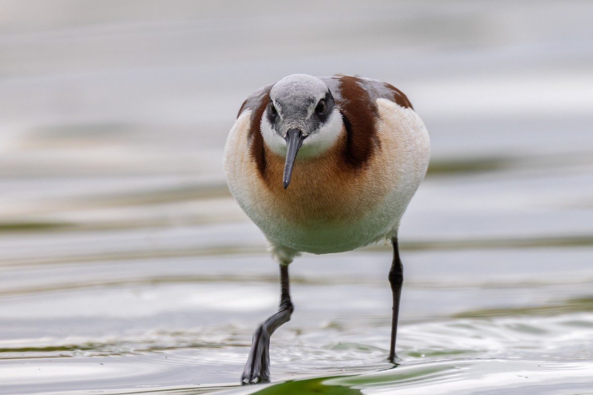 Wilson's Phalarope - ML636311937