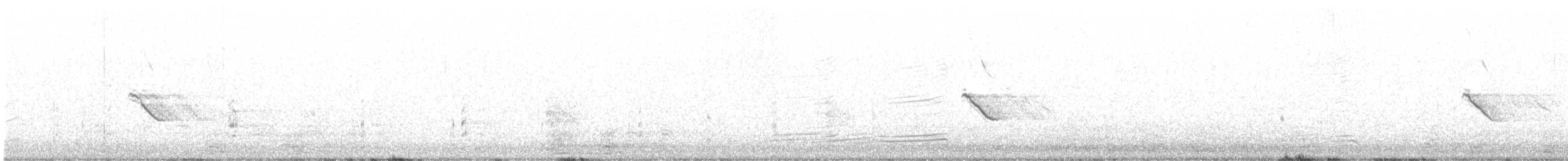 Musk Duck - ML636311957