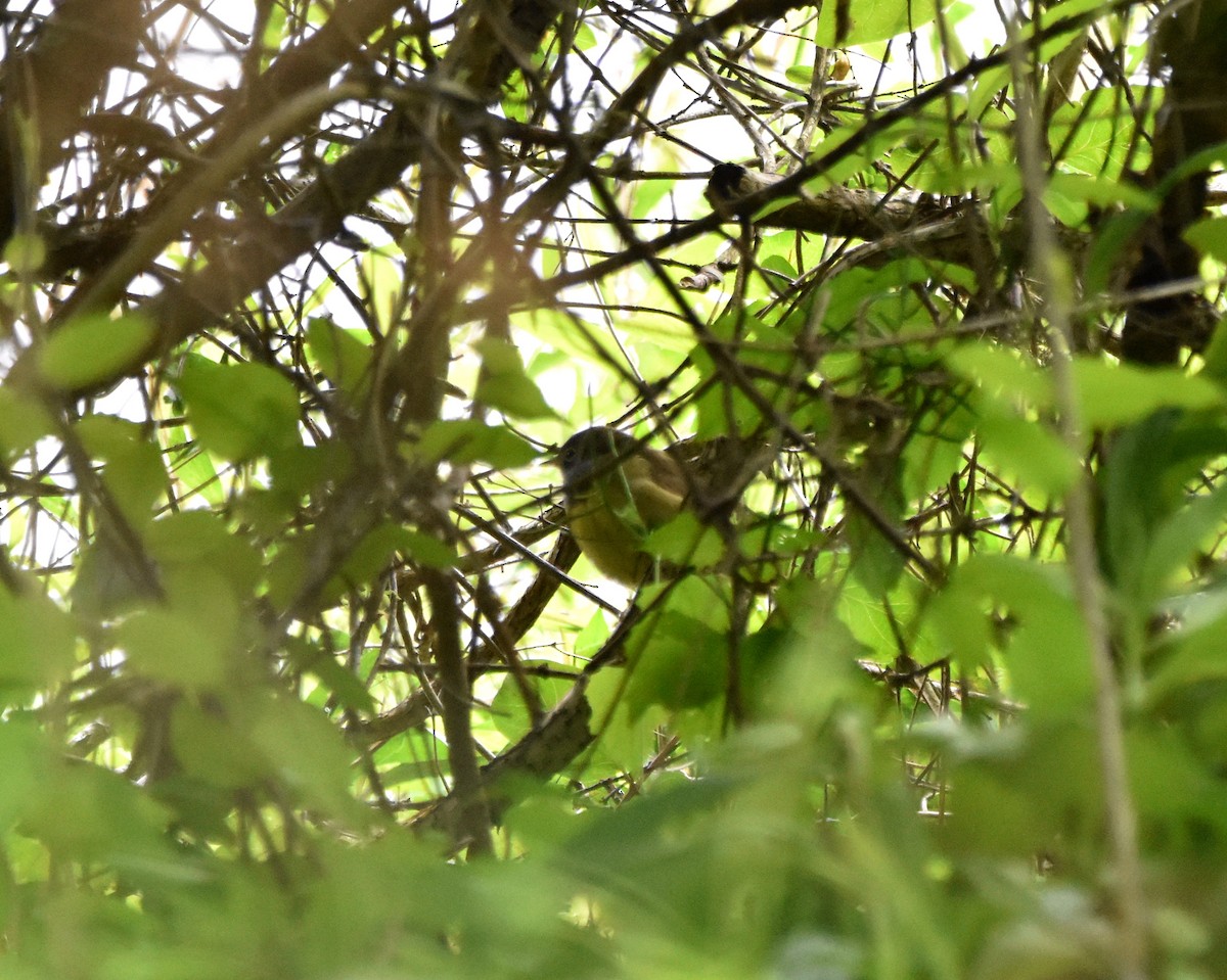 lesňáček kroužkooký - ML636312001