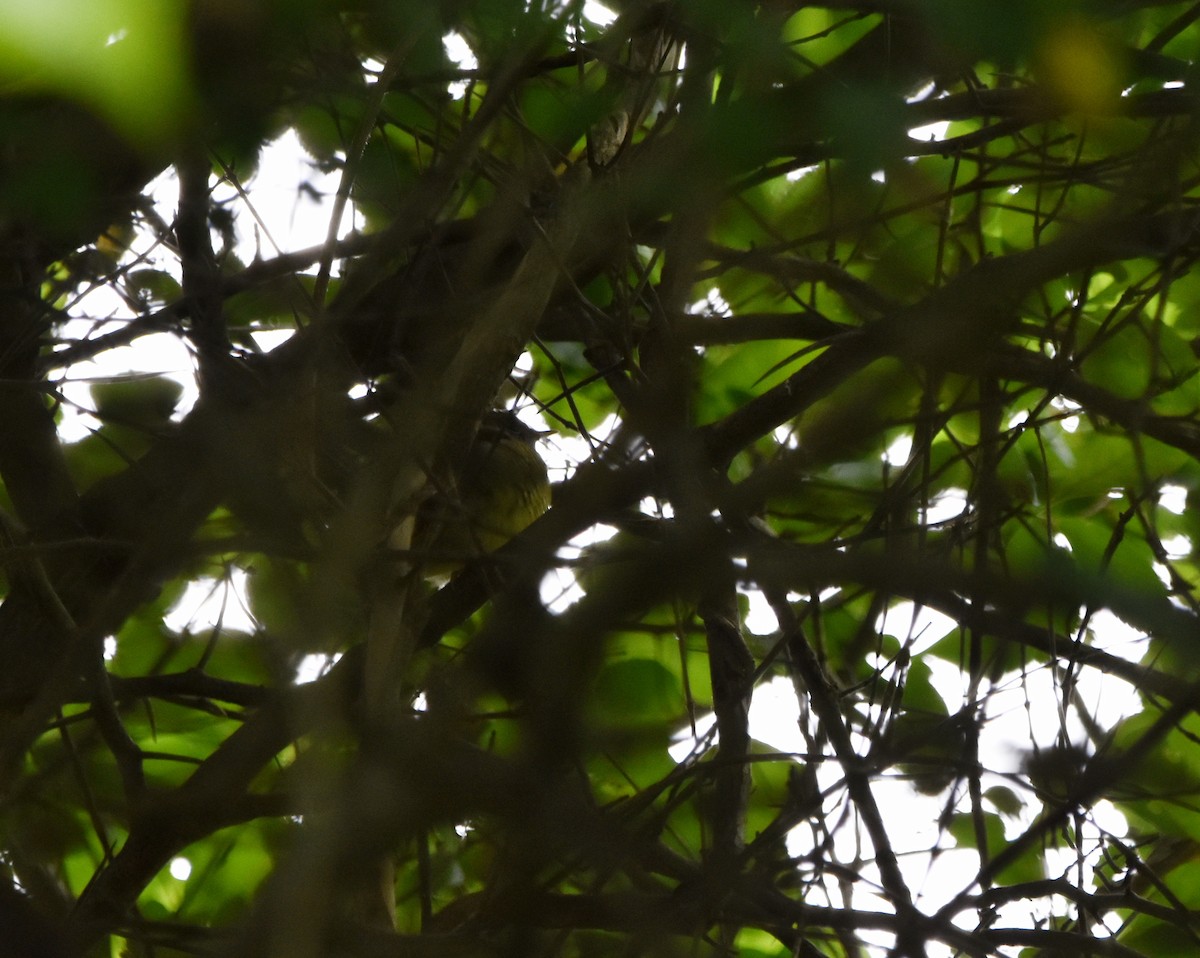 lesňáček kroužkooký - ML636312003