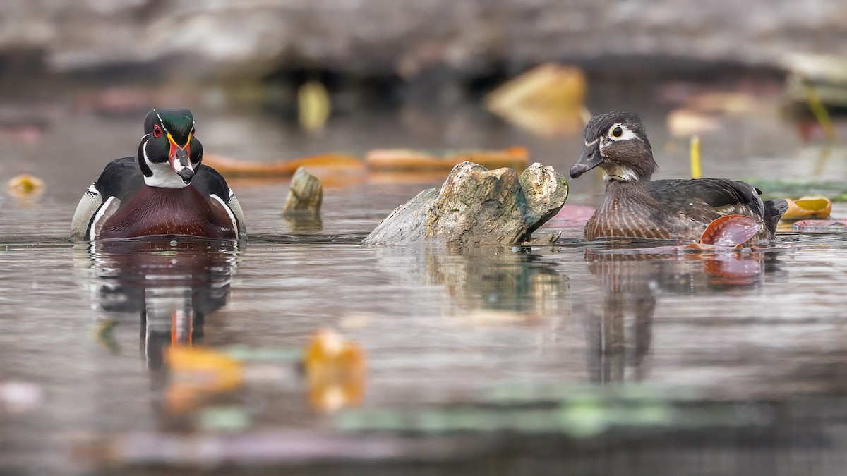 Wood Duck - ML636312055