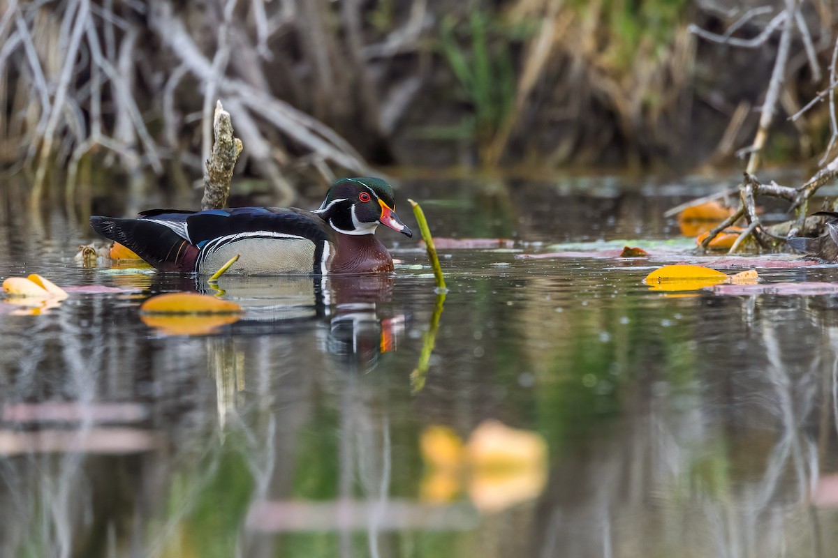 Wood Duck - ML636312056