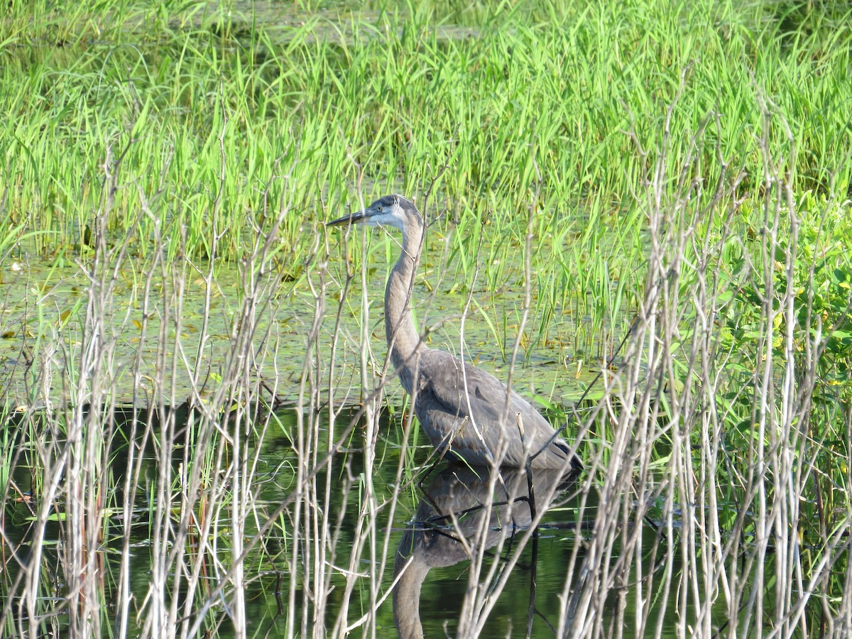 Great Blue Heron - ML63631211