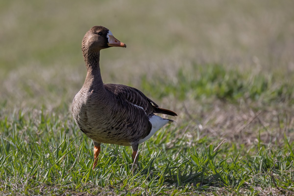 Greater White-fronted Goose - ML636312144