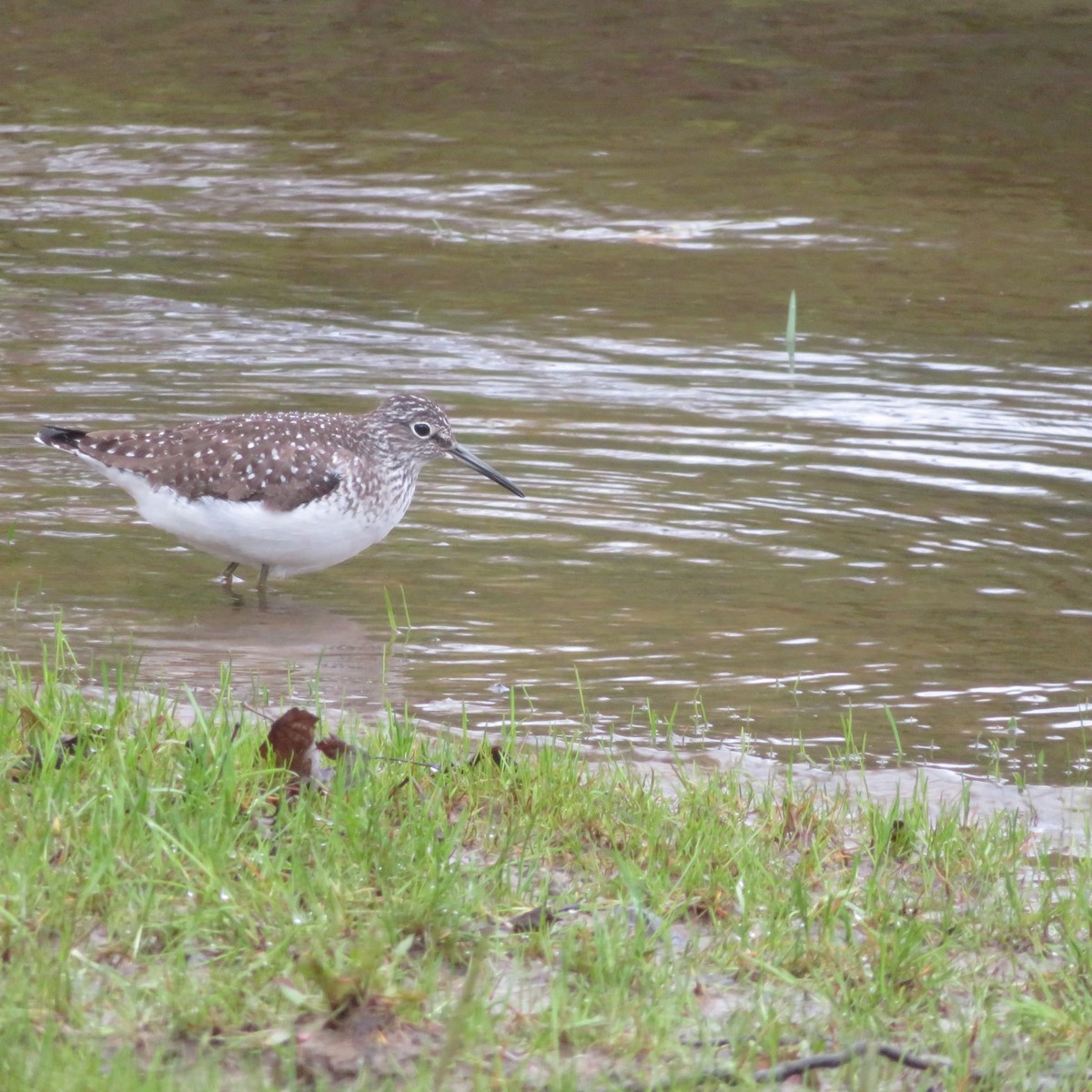 Solitary Sandpiper - ML636312193