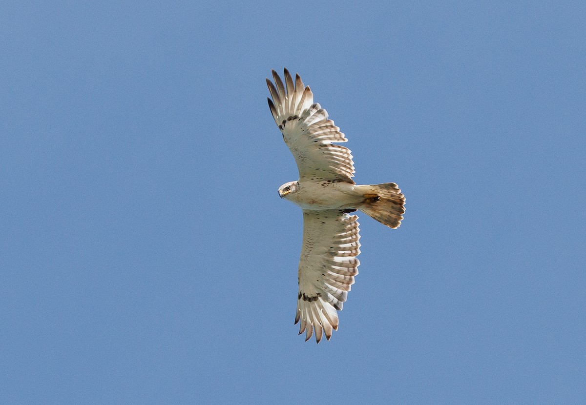Königsbussard - ML636312207