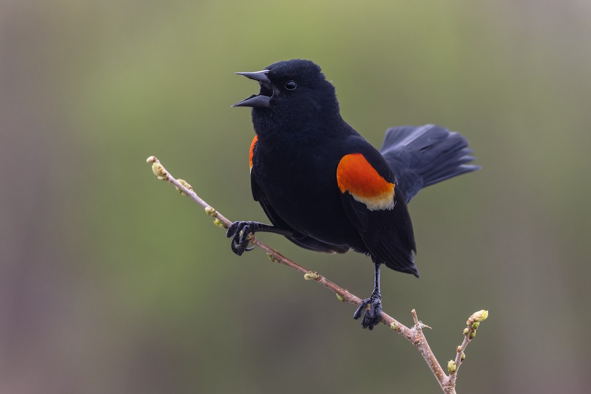Red-winged Blackbird - ML636312307