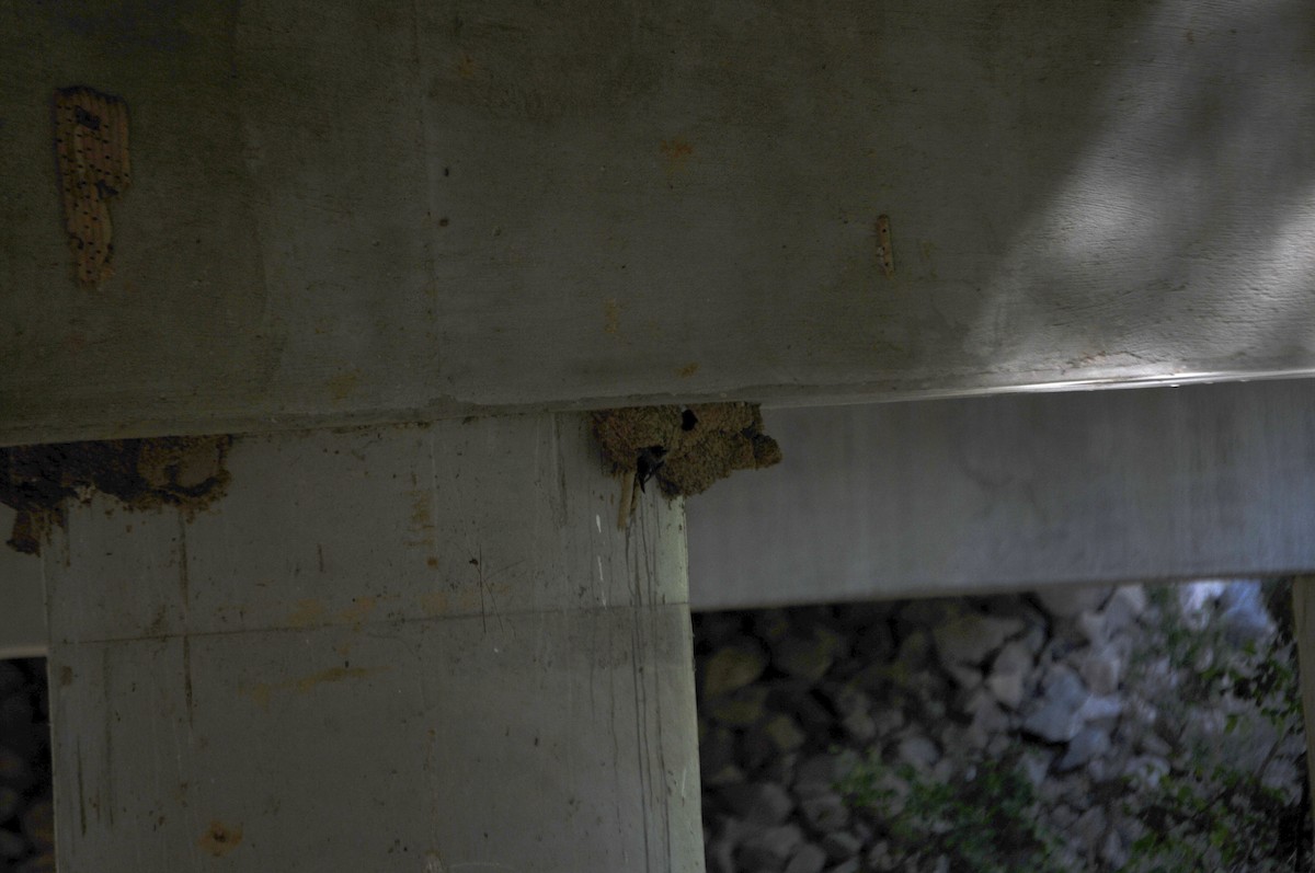 Cliff Swallow - ML636312407
