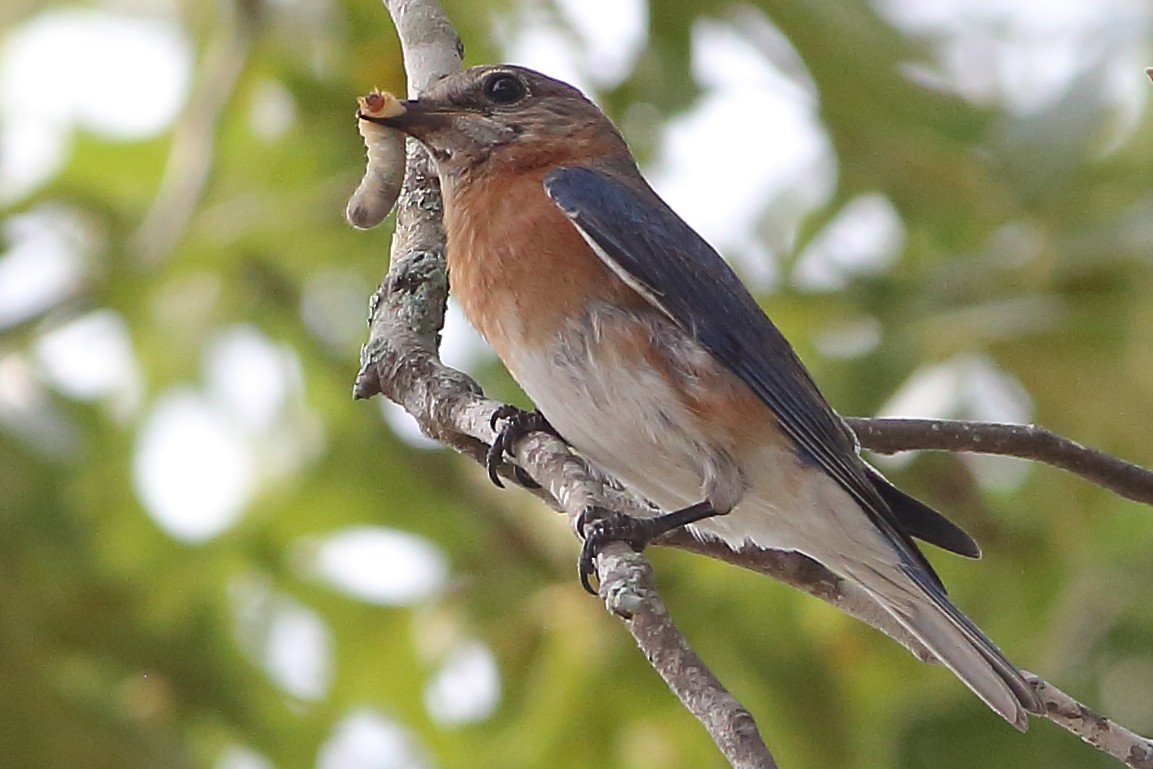 Eastern Bluebird - ML636312469
