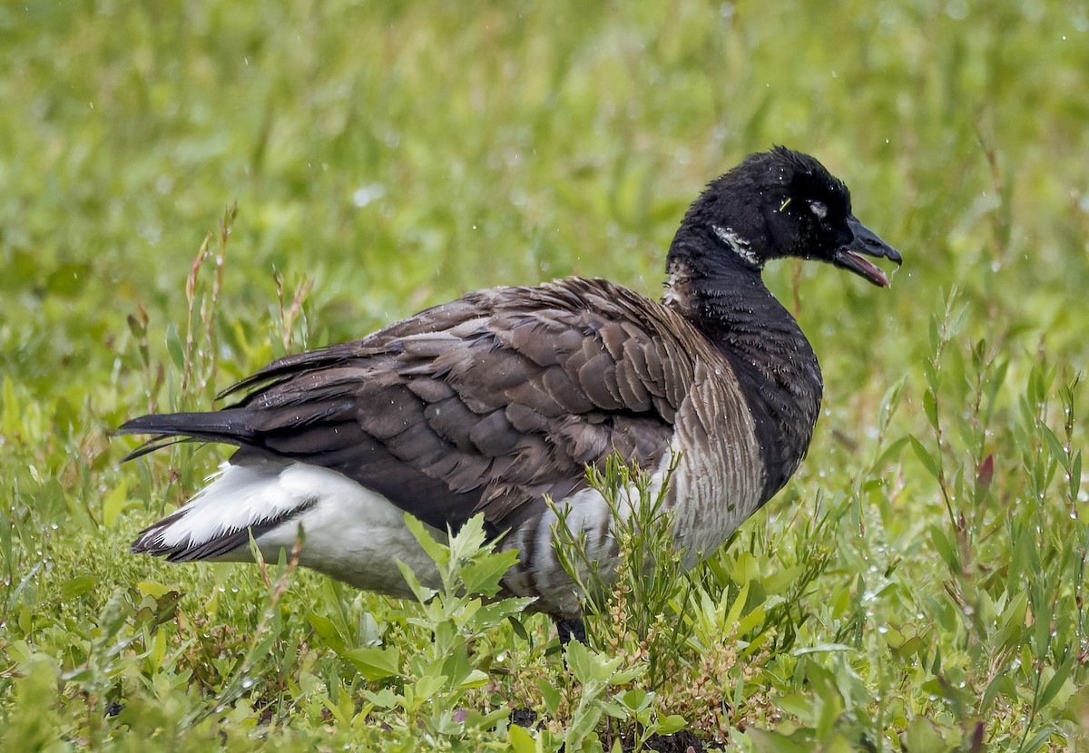 Brant (Atlantic) - ML636312478