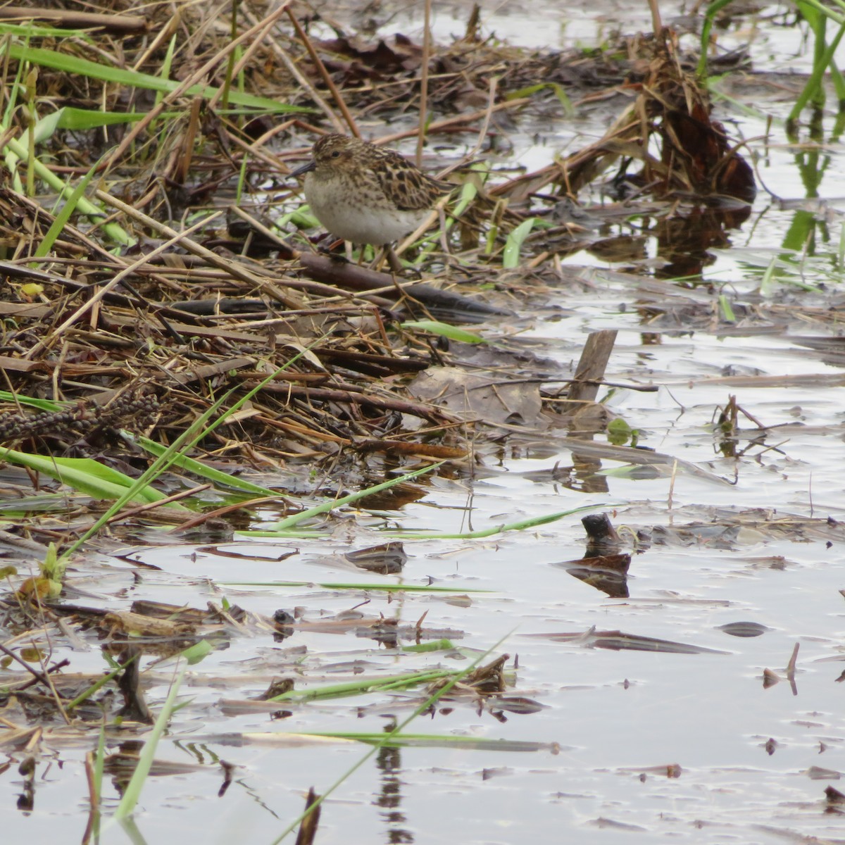 Least Sandpiper - ML636312564