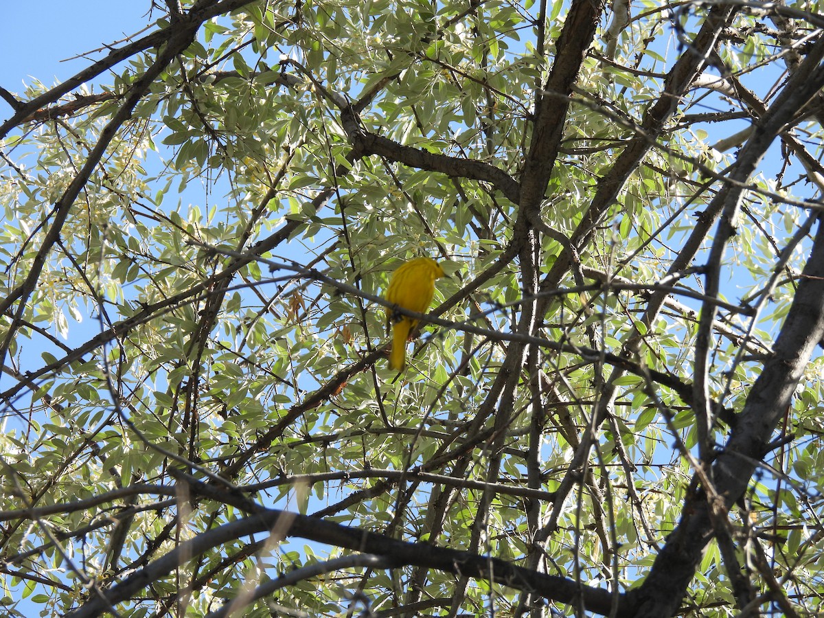 Yellow Warbler (Northern) - ML636312567